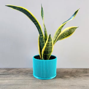 Puede incluir: Una planta serpiente con hojas rayadas de color amarillo y verde en una maceta azul turquesa con nervaduras verticales.