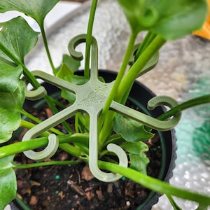 May include: A green plastic plant support with six hooks to help train a plant to grow upwards. The support is attached to a potted plant with green leaves.