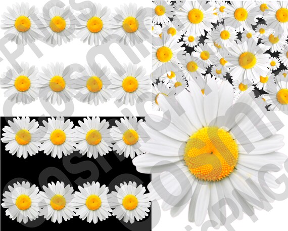 Download Daisy Png Daisy Svg Daisy Clipartdaisy Flower Svgdaisies Etsy