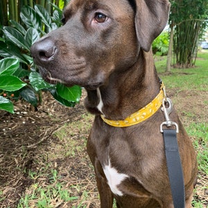 Yellow Bumblebee Sparkle Dog Collar