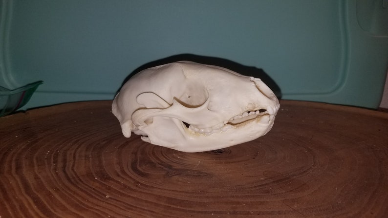 Quality #2 Raccoon Skull Procyon lotor Damaged Cheap