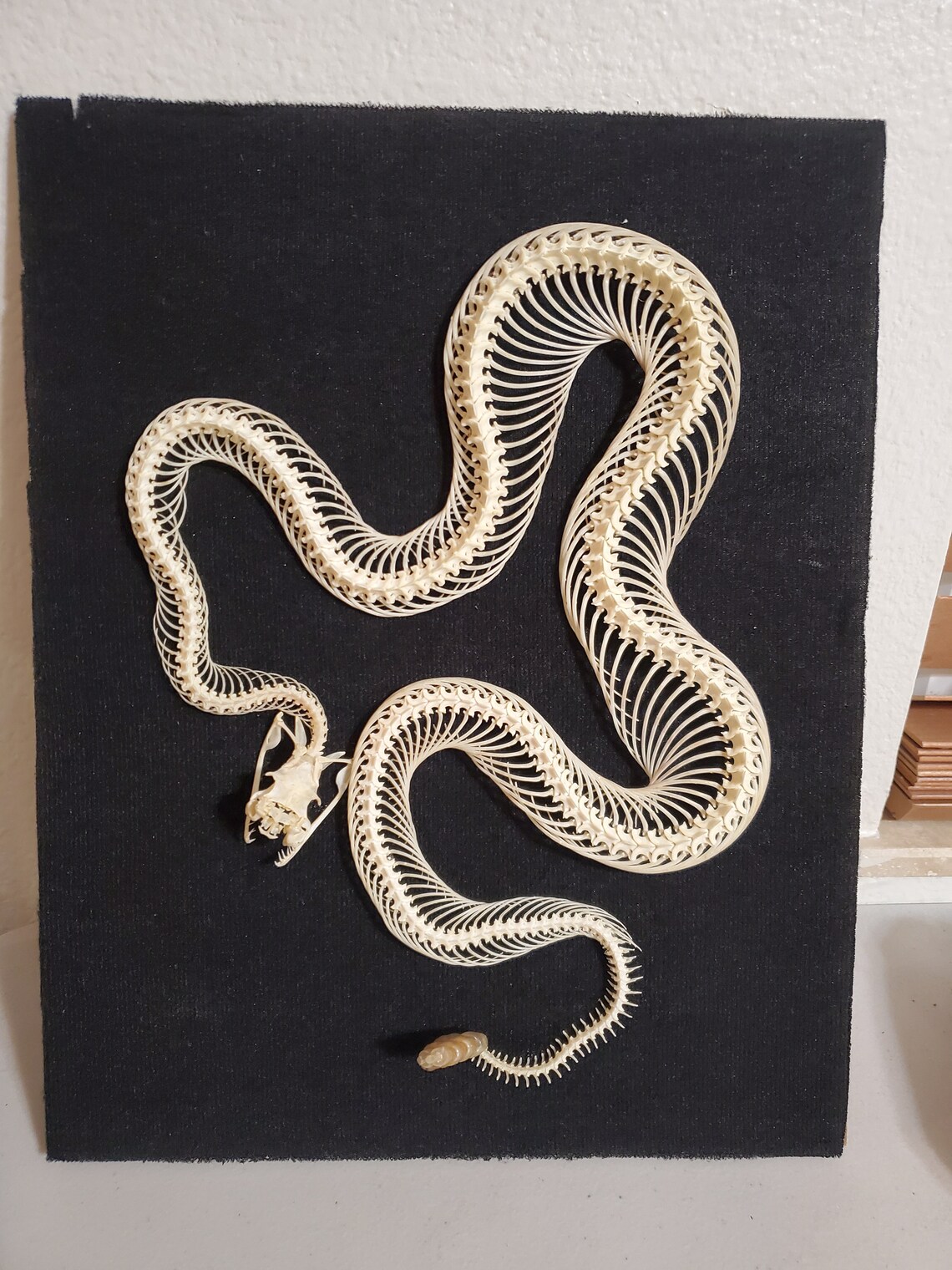 Articulated Western Diamondback Rattlesnake Snake Skeleton Etsy