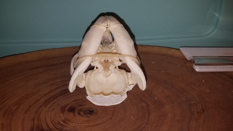 Damaged Castor canadensis Cheap Quality #2 Beaver Skull
