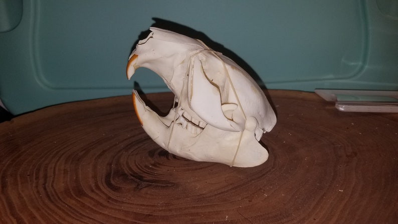 Damaged Castor canadensis Cheap Quality #2 Beaver Skull