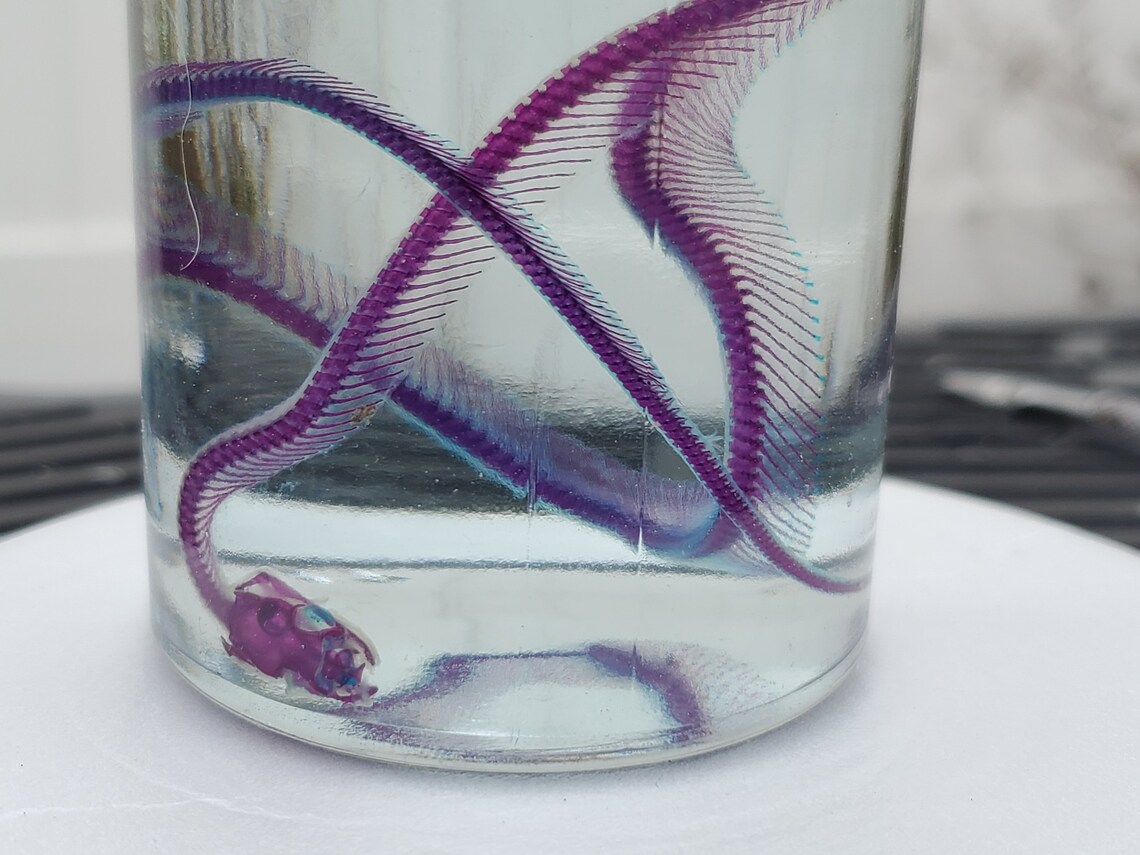 Diaphonized Corn Snake Wet Specimen Quality 1 Etsy