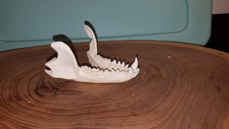Raccoon Lower Jaw Skull Quality 2 Procyon lotor Cheap | Etsy