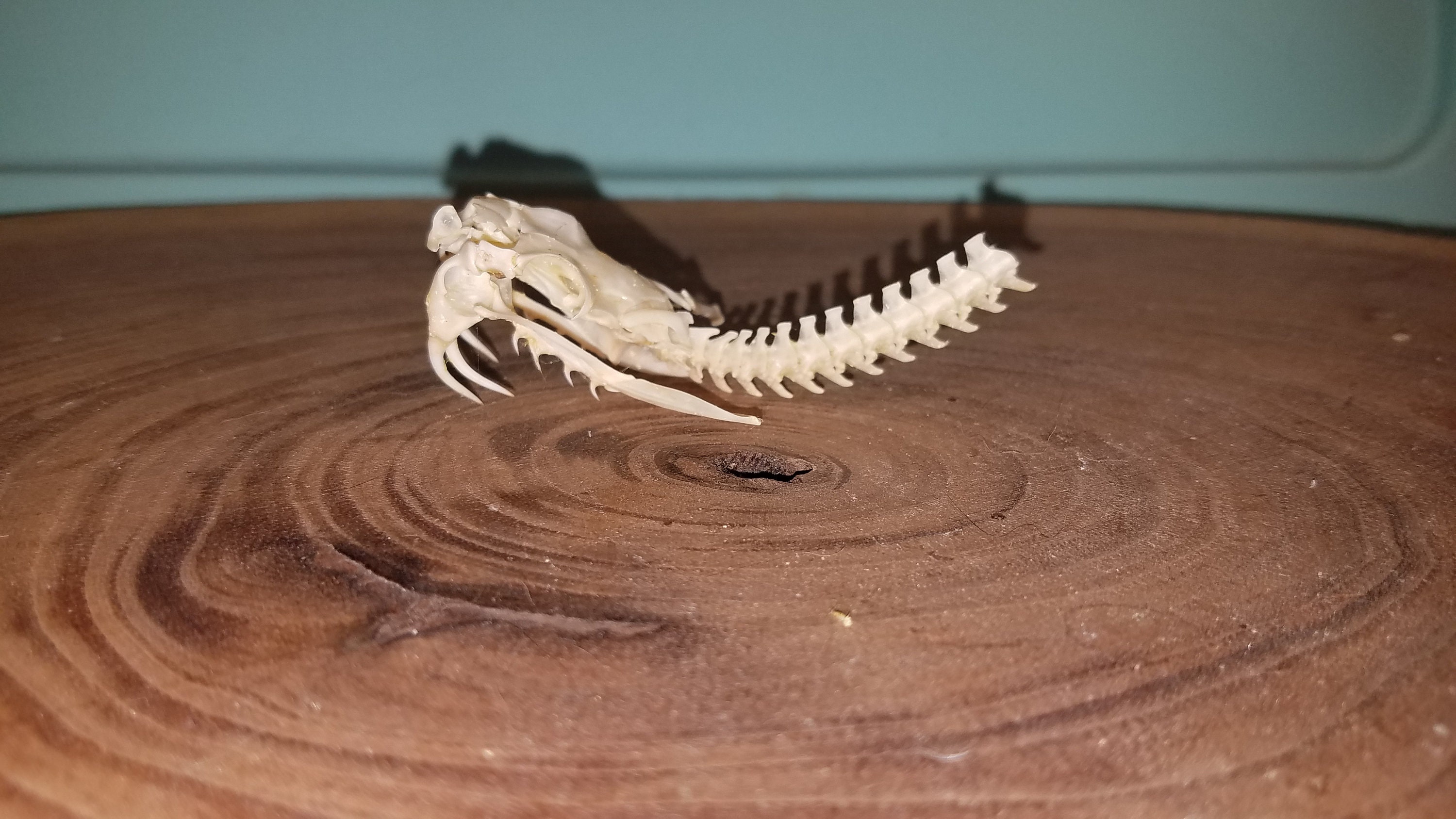 Western Diamondback Rattlesnake Skull Quality 2 Python Etsy