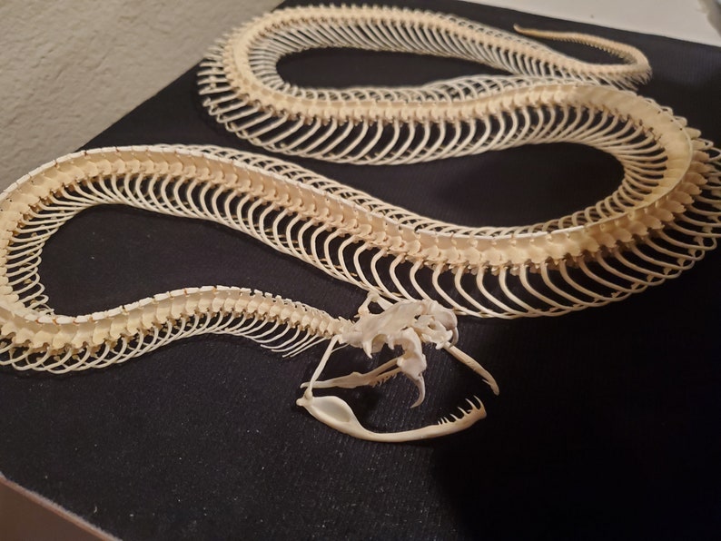Articulated Snake Skeleton Gaboon Viper Snake Quality 1 Etsy