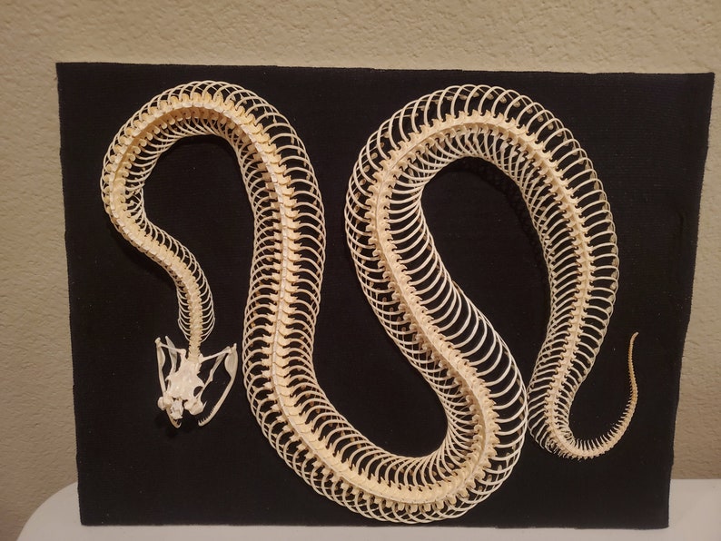 Articulated Snake Skeleton Gaboon Viper Snake Quality 1 Etsy