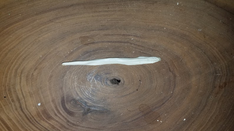 Genuine Coyote Dick Bone Baculum