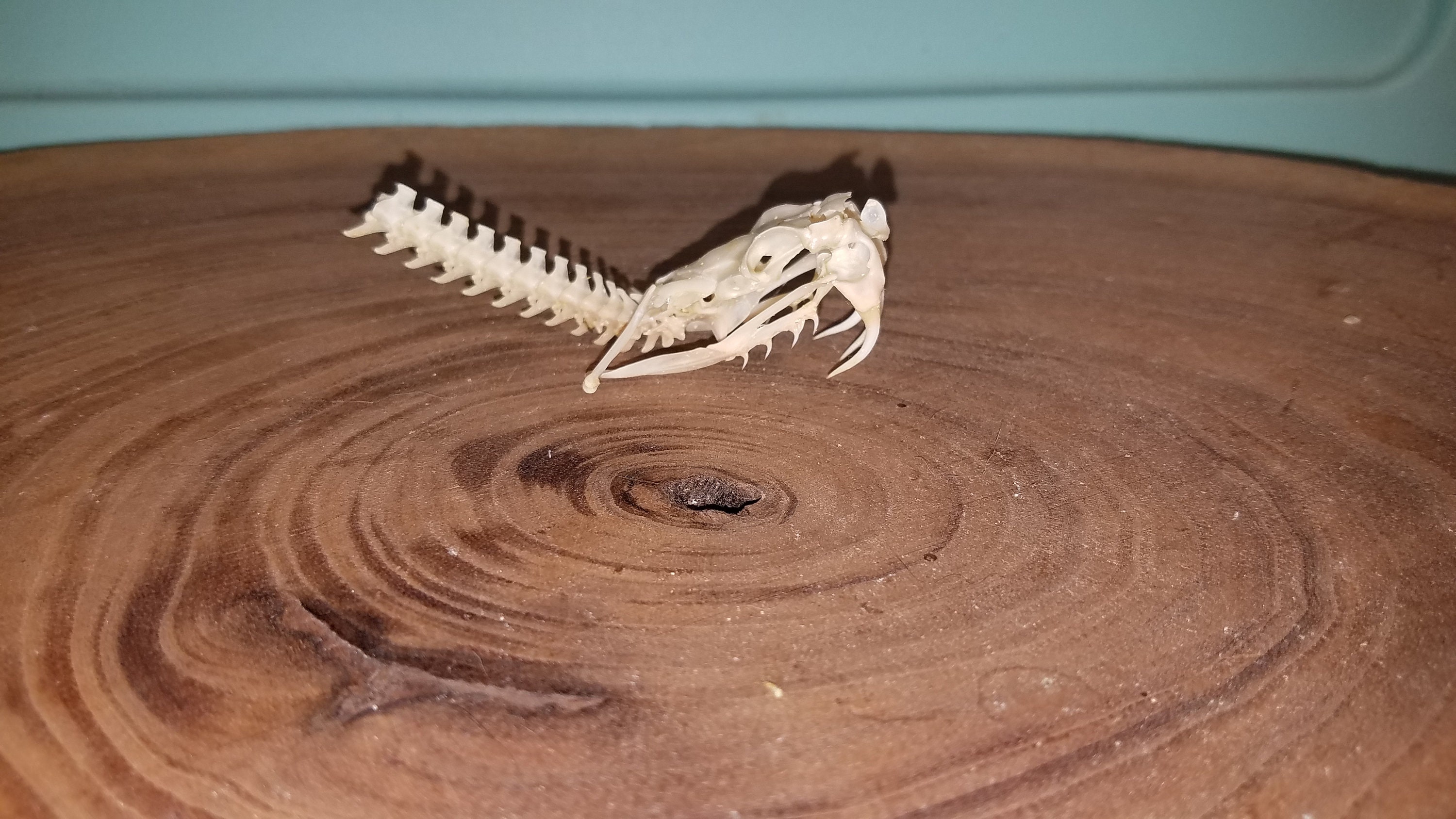 Western Diamondback Rattlesnake Skull Quality 2 Python Etsy