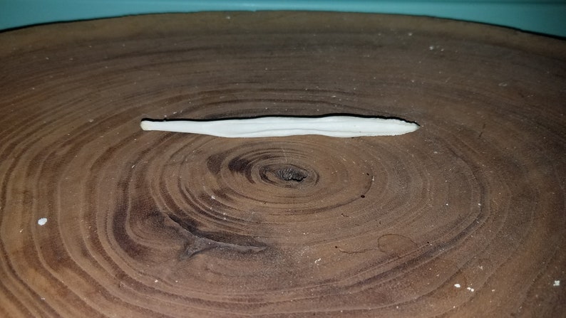 Genuine Coyote Dick Bone Baculum