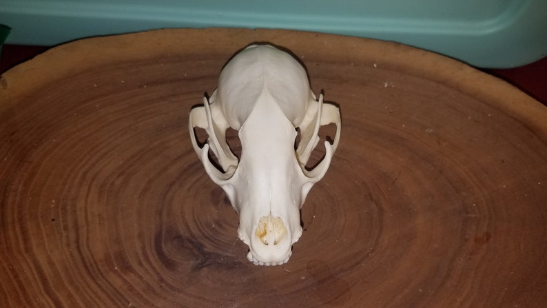Quality #2 Raccoon Skull Procyon lotor Damaged Cheap