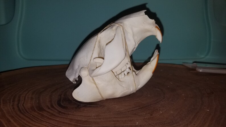 Damaged Castor canadensis Cheap Quality #2 Beaver Skull
