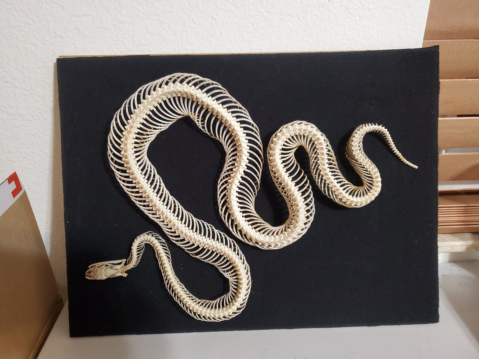 Articulated Snake Skeleton Ball Python Quality 1 Python | Etsy