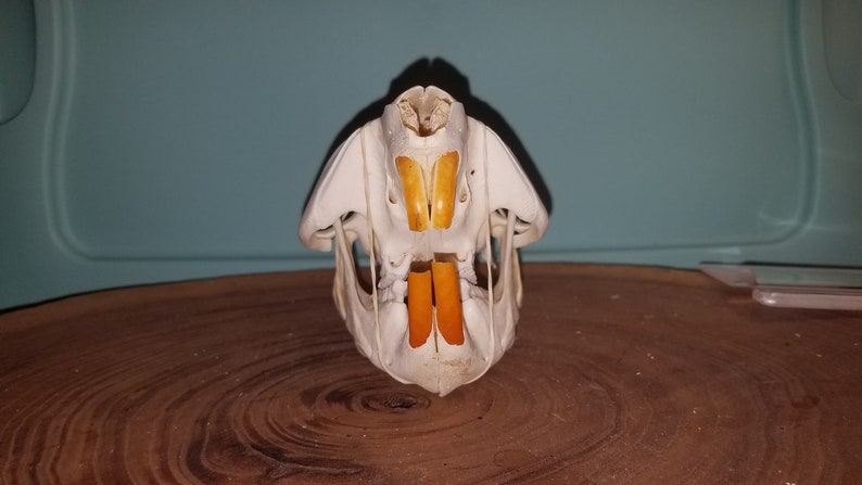 Damaged Castor canadensis Cheap Quality #2 Beaver Skull