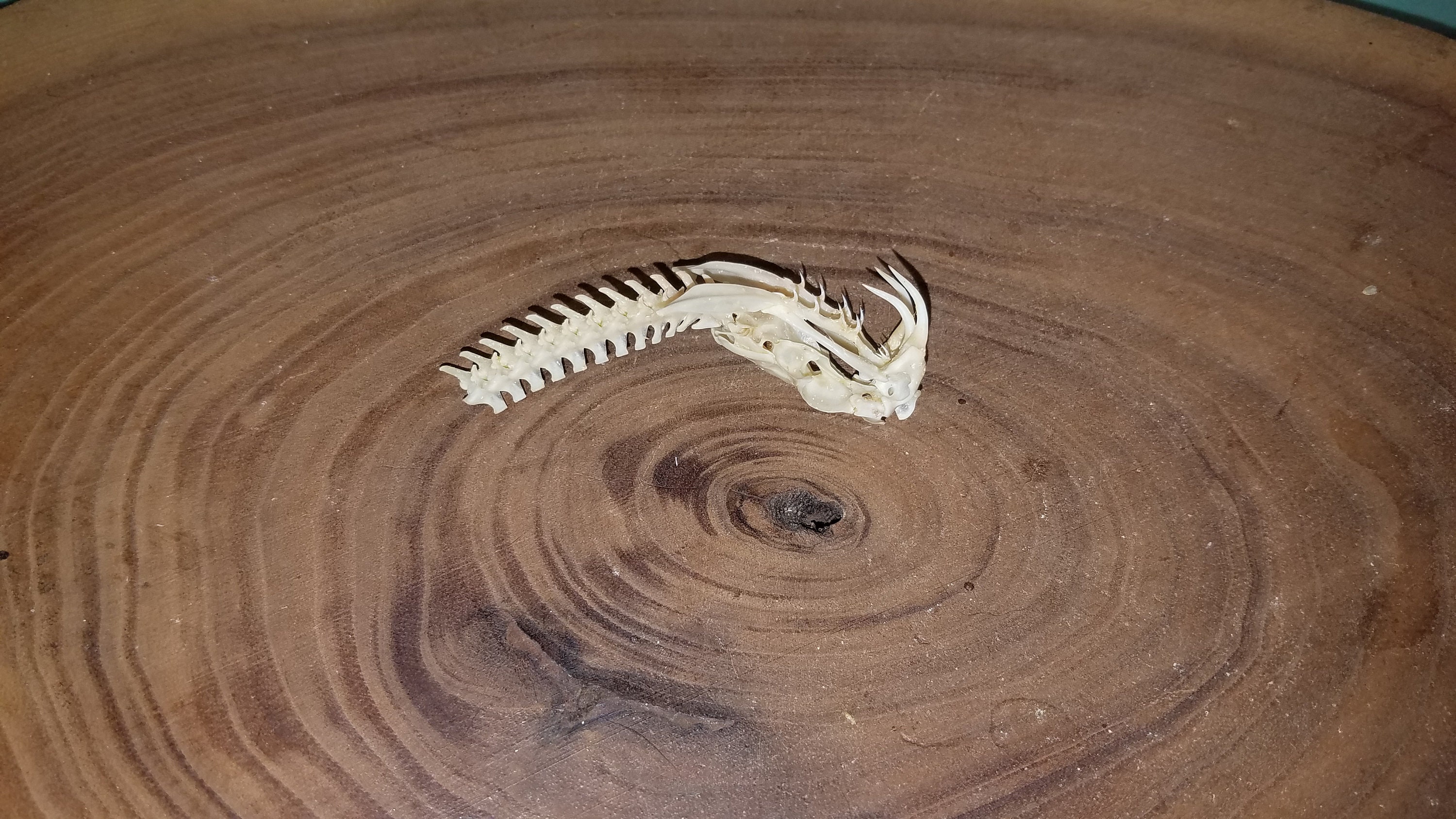 Western Diamondback Rattlesnake Skull Quality 2 Python Etsy