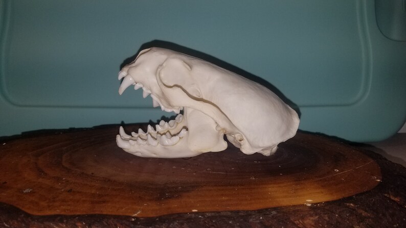 River Otter Skull Quality 1 Lontra canadensis | Etsy