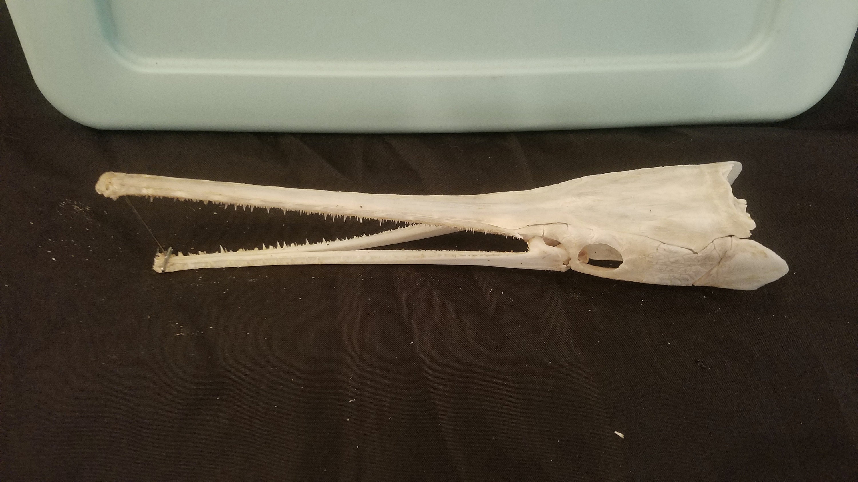 Longnose Gar Fish Skull Calidad 1 Lepisosteus osseus 11 Etsy