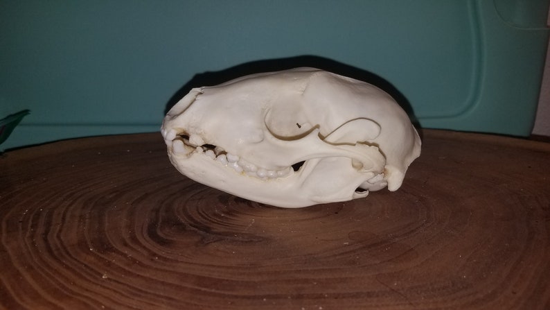 Quality #2 Raccoon Skull Procyon lotor Damaged Cheap