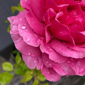 carte de correspondance vierge photographie de fleurs beauté de mon jardin pour toute occasion