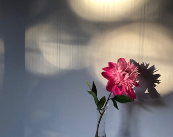 flower photography blank note card beauty from my garden for any occasion