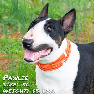 May include: A black and white bull terrier dog wearing an orange bandana with white accents. The dog is looking to the right and has its mouth open. The text "PAWLIE SIZE: XL WEIGHT: 65 LBS." is written below the dog.