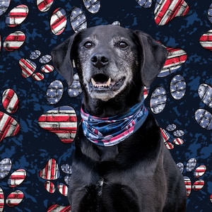 May include: A black dog wearing a blue, red, and white bandana with a stars and stripes pattern. The dog is sitting in front of a blue background with a repeating pattern of paw prints with stars and stripes.