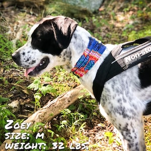 Op de afbeelding: Een zwart-witte gevlekte hond met een blauwe en rode gepatroneerde halsband en een zwart harnas met de tekst "Non-stop dogwear.no". De hond staat in een grasrijk gebied met een houten tak op de voorgrond. De tekst "ZOEY SIZE: M WEIGHT: 32 LBS." is zichtbaar in de linkerbenedenhoek van de afbeelding.