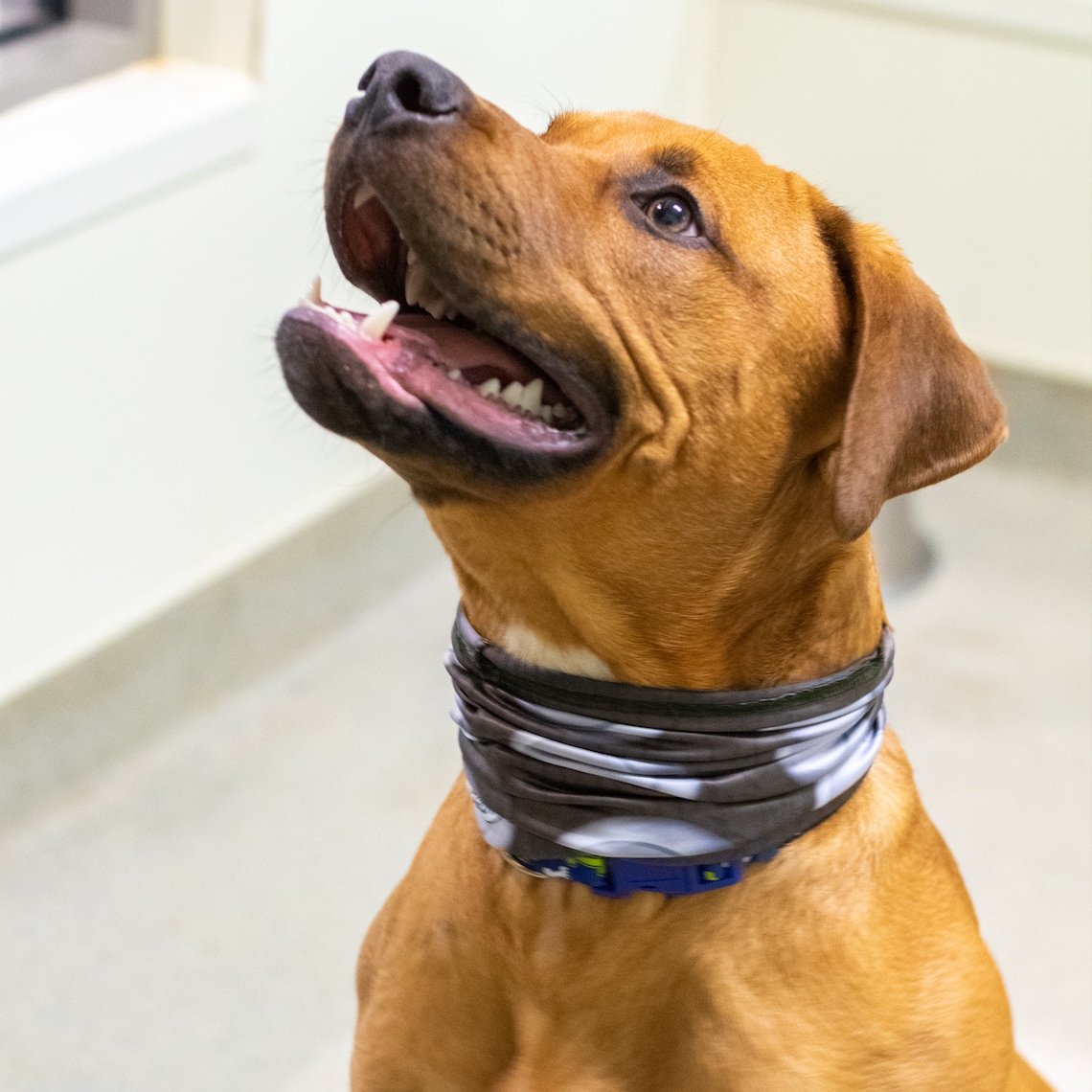 Dog Neck Gaiter Small and Large Breeds No Tying. Soft Etsy Australia