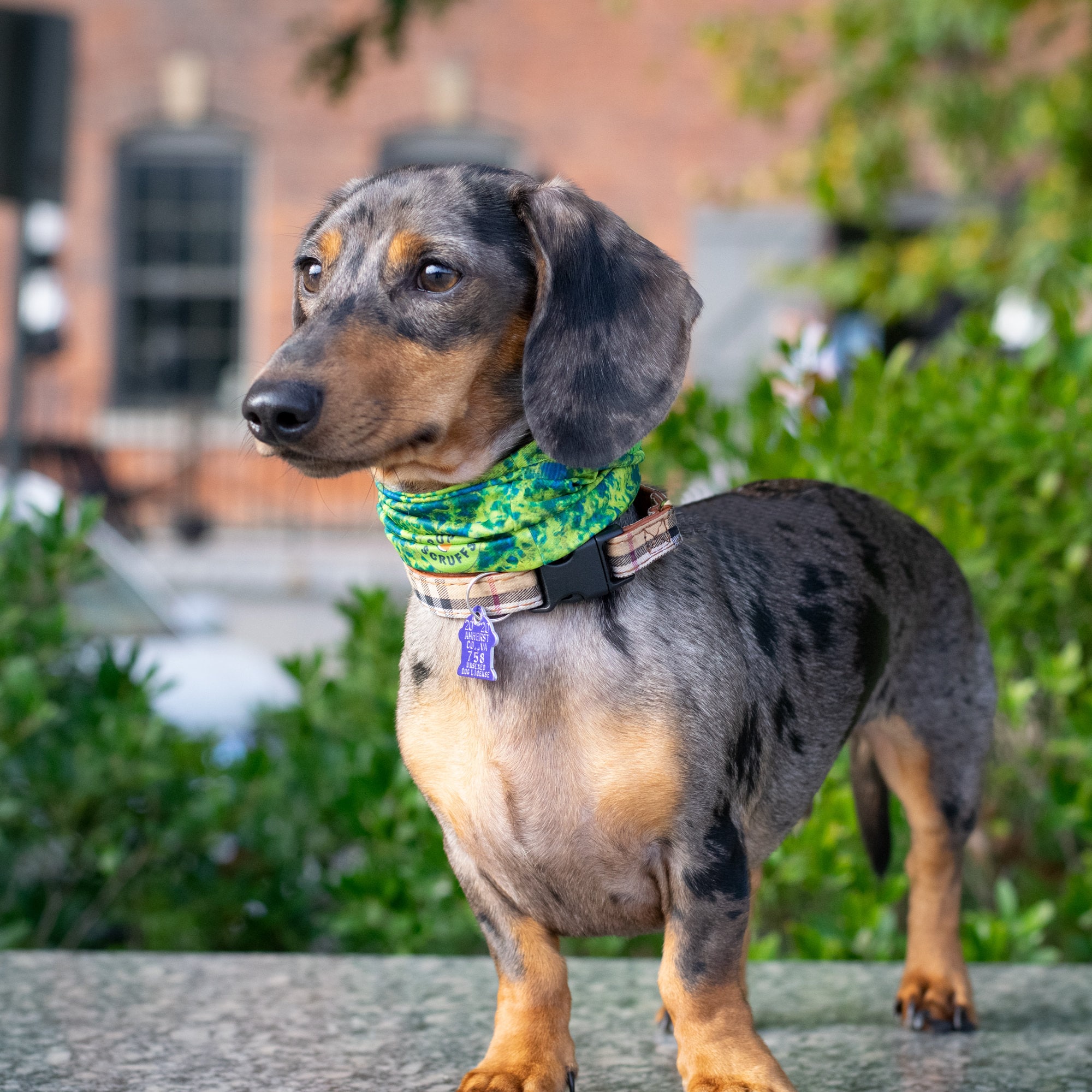 Dog clearance neck gaiter