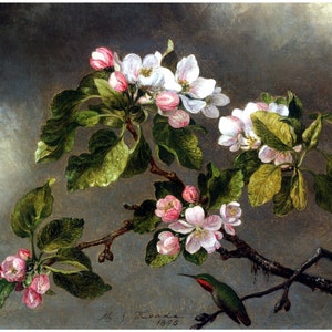 Martin Johnson Heade : &quot;Hummingbird and Apple Blossoms&quot; (1875) - Art Print