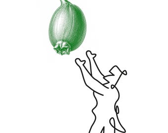 May include: A green, etched illustration of a caper berry floating above a black, single-line drawing of a figure with arms raised upwards. The figure appears to be reaching towards the large, detailed botanical caper berry above.