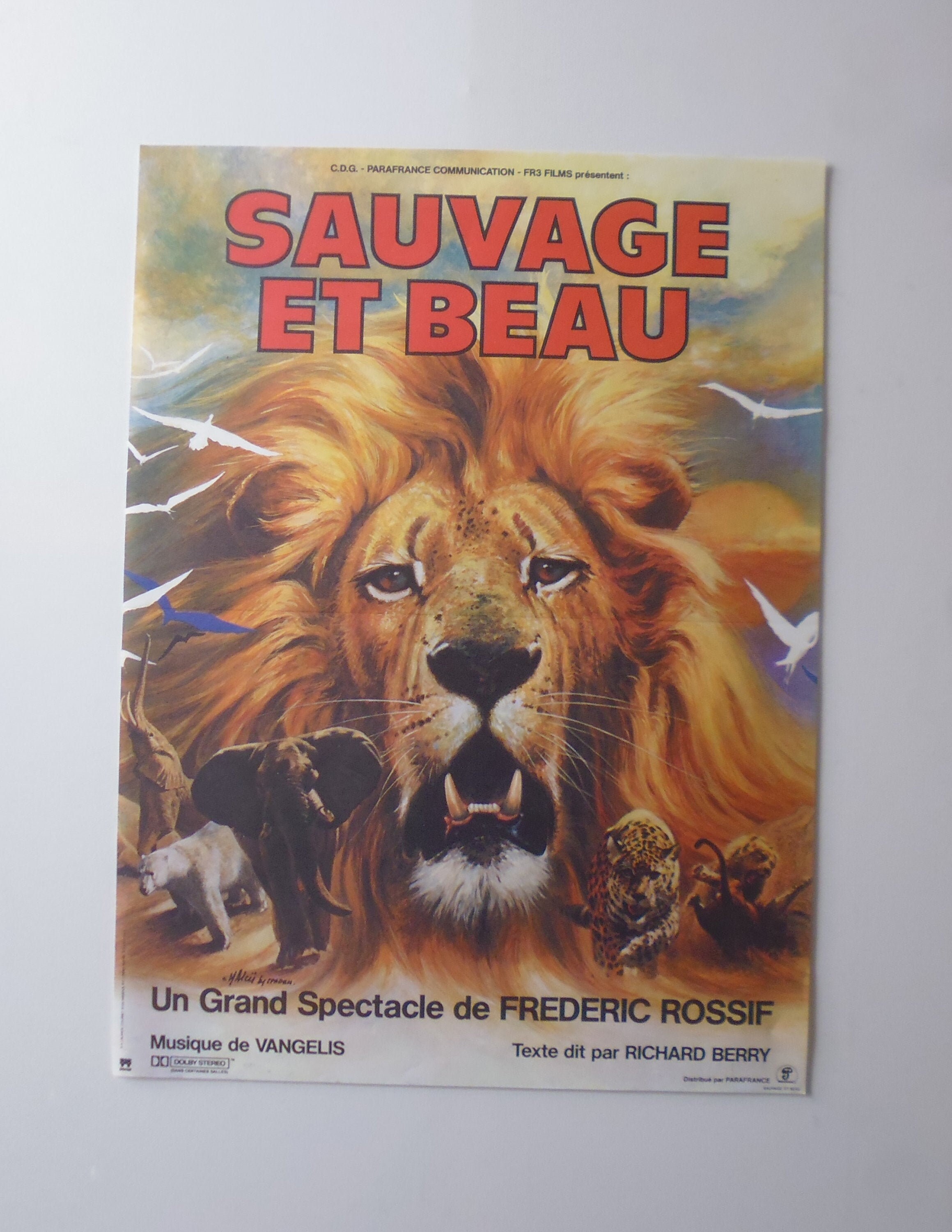 Sauvage et Beau, Lion Affiche Cinéma Originale