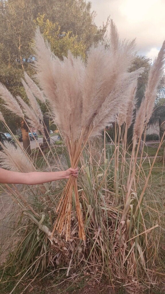 Pampas Grass Bunch 3 Pack-46 Tall Extra Large Dried Fluffy Dry Flower -Interior Boho Design Chic Dec