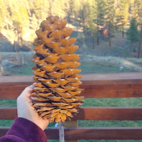 10-12" Large Pine Cones| Fresh | Sugar Pine | Klamath Mountains, Oregon | Decorations | Crafts | Spells | Art | Raw, Naked, Natural, Wild