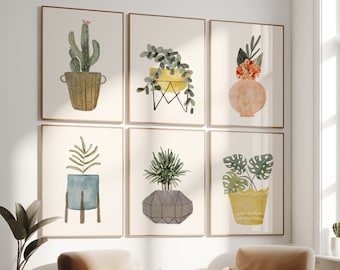 Firmiana Colorata (Sterculia Colorata) | 珍しい熱帯樹木の苗木