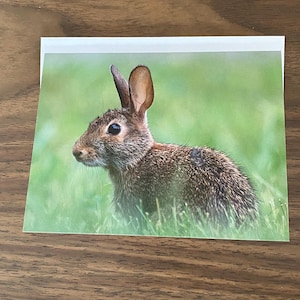 Cottontail Rabbit Card Cottontail Rabbit Greeting Card – Fine Art Wildlife Photography, Blank ...