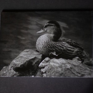 Blank Duck Greeting Card With Envelope, Duck Greeting Card, Wildlife Card