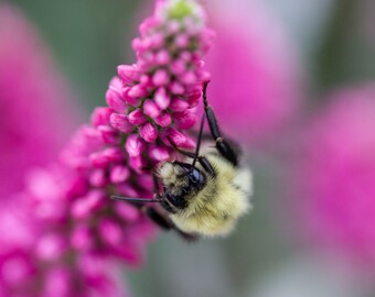 Bumble Bee Photography Wildlife Photo Print