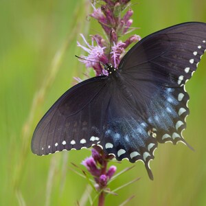 Butterfly Wildlife Photography Print