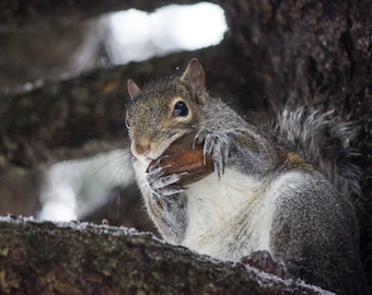 Squirrel Photography Wildlife Photo Print