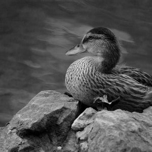 Duck Photography Wildlife Print, Black and White