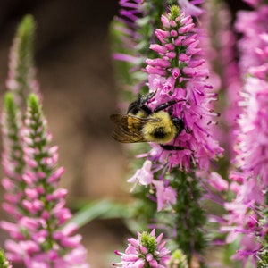 Bee Wildlife Photo Print