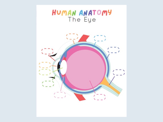 Eye Anatomy Kids Printable Human Anatomy Activity Preschool | Etsy