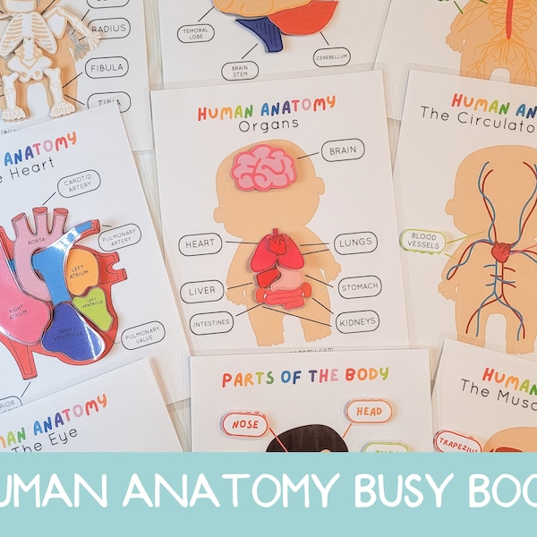 Human Anatomy Busy Book Printable, Human Body Poster, Anatomy Printable for Kids, Human Body Puzzle, Human Body for Kids, Human Body Print