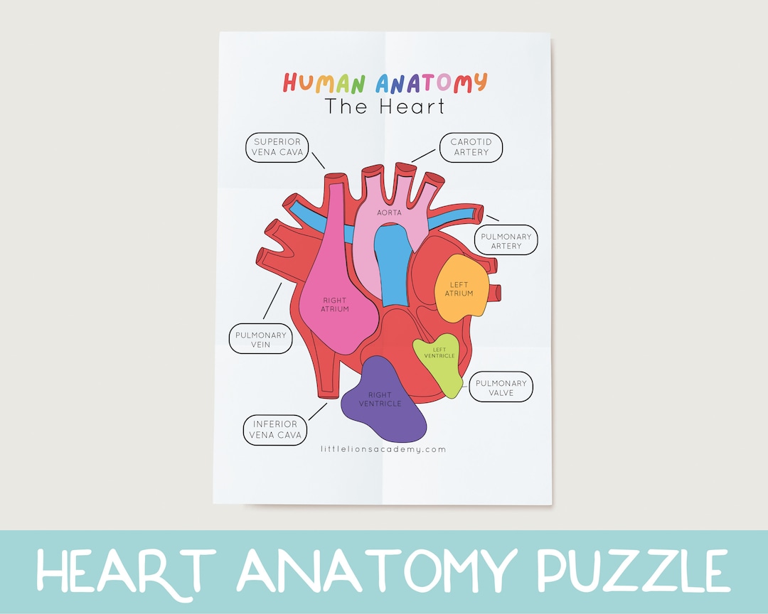 Heart Anatomy Puzzle, Heart Anatomy Printable Activity, Human Body Game, Heart Science Game