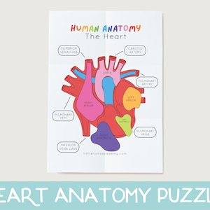 Herz Anatomie Puzzle, Herz Anatomie druckbare Aktivität, Spiel des menschlichen Körpers, Herz Wissenschaftsspiel, Hausschule druckbar, Vorschul Wissenschaftsspiel