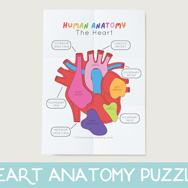 Heart Anatomy Puzzle, Heart Anatomy Printable Activity, Human Body Game, Heart Science Game, Homeschool Printable, Preschool Science Game