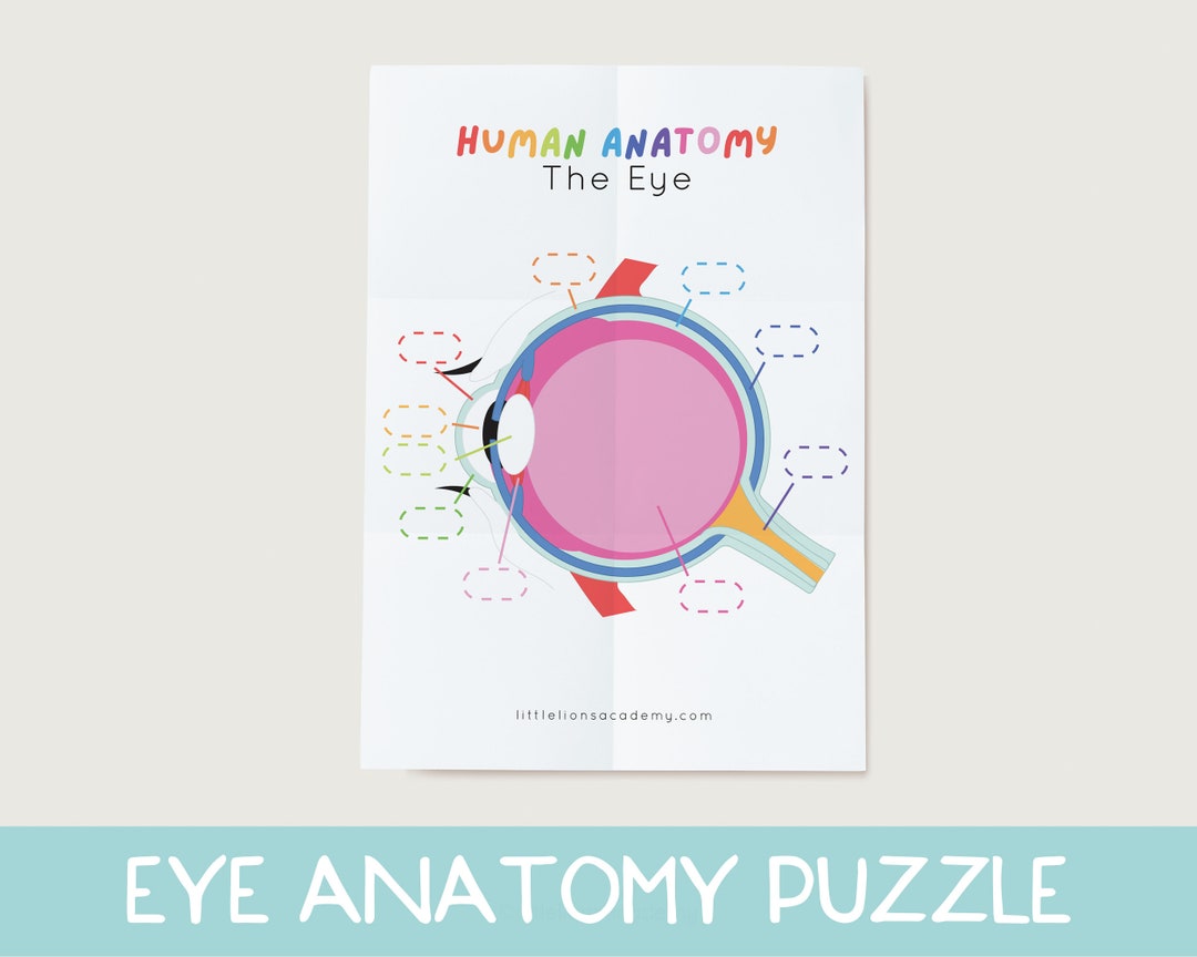 Eye Anatomy Kids Printable, Human Anatomy Activity, Preschool Science ...